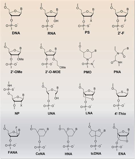 Examples Of Prominent Chemically Modified Nucleotides Download Scientific Diagram