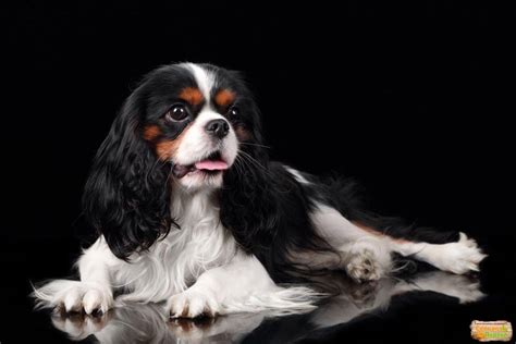 Кавалер кинг чарльз спаниель триколор - 67 фото