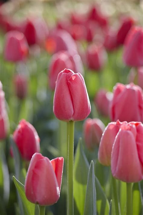 Tulip Bulbs Pink Pride Huge Pink Tulips In Your Garden Tulip Store