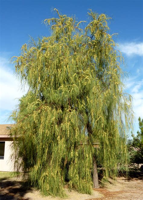 Willow Acacia Tree Arizona There Are No Great Memoir Custom Image Library