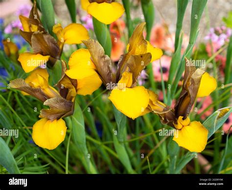 Dutch Iris Hi Res Stock Photography And Images Alamy