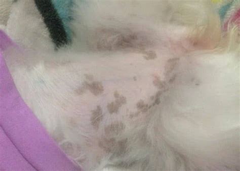 Black Spots On Dogs Skin Belly And Gums Causes And Treatment Dogs