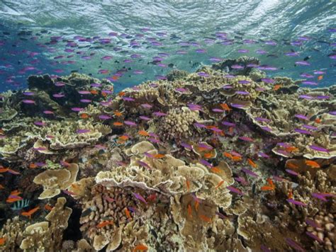 Great Barrier Reef F Nfte Massenbleiche Innerhalb Von Acht Jahren Nau Ch