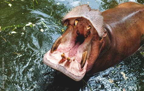 Rhinoceros With Open Mouth Stock Photo Adobe Stock