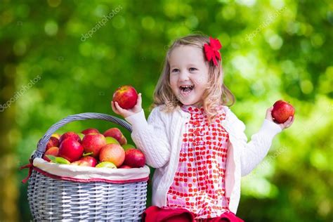 Little Girl Picking Apples In Fruit Orchard — Stock Photo © Famveldman