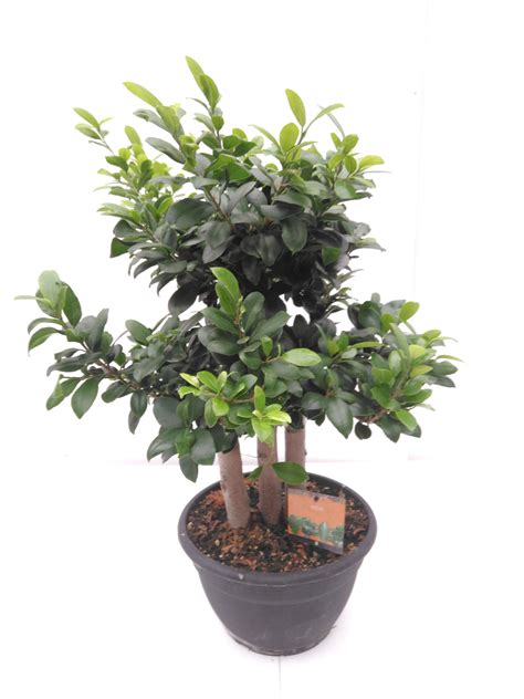 Ficus Microcarpa Ginseng Forrest Shape Au Petit Jardin