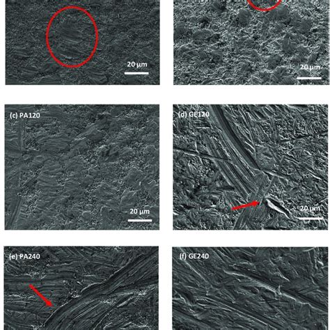 Top View Sem Images Showing Surface Morphologies Of A Pa10 Showing Download Scientific