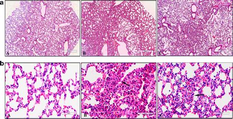 Mouse Lung Structure