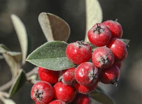 Cotoneaster Pannosus