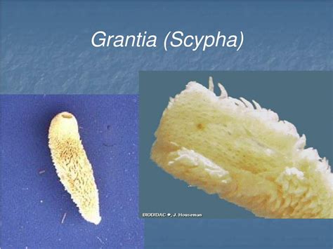 Ppt Phylum Porifera The Sponges Powerpoint Presentation Id1223826