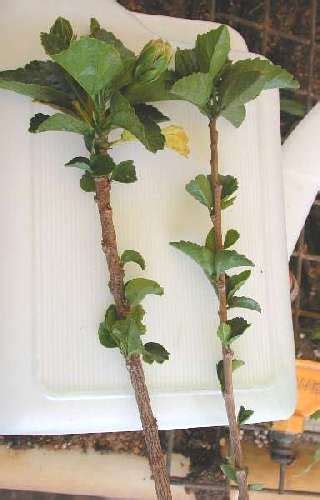 Hibiscus propagation cuttings – Artofit