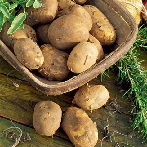 Лучшие сорта картофеля для Подмосковья