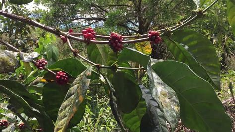 Coffea liberica - Liberian Coffee - Ouriques Farm