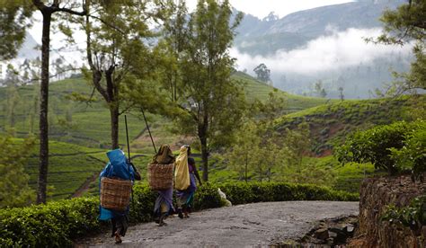 Tea experience in Pedro Estate | Tea Estate Sri Lanka | Pedro Estate in Sri Lanka | Tea Experience