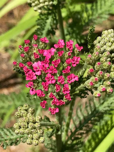 Achillea Millefolium Oertels Rose Pink Yarrow 50 Seeds Etsy