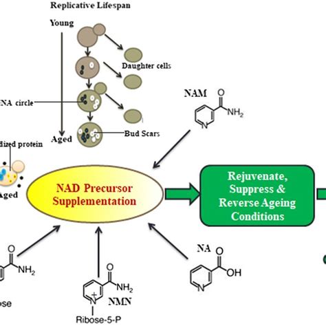 Pathways for NAD biosynthesis in yeast cell. NAD is synthesis through ...