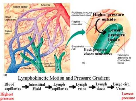 Chapter The Lymphatic System Flashcards Quizlet