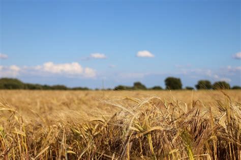 Evaluaci N De Cultivares De Trigo Para Producci N De Forraje