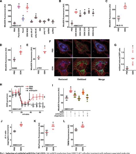 Figure 1 From Antimicrobial Mitochondrial Reactive Oxygen Species