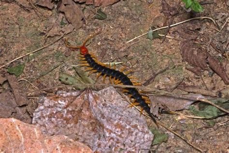 7 Species Of Centipedes Found In Texas Wildlife Informer