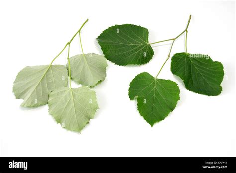 Silver Lime Silver Linden Tilia Tomentosa Twigs With Leaves From