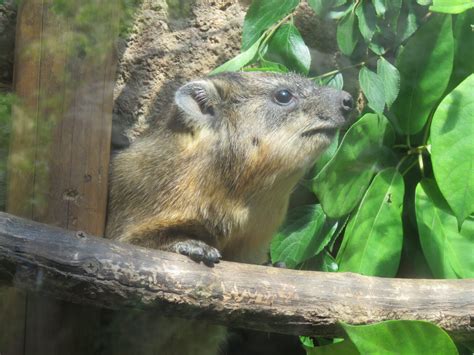 【訃報】ケープハイラックスのブラーラが亡くなりました 地方独立行政法人天王寺動物園