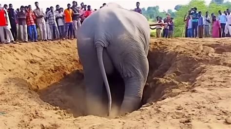 Elephant Who Dug A Hole For Hours Finally Pulls Out Something No One