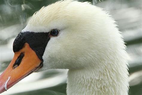 Swan Close Up By David Stasiak Wildlife Photos Swan Close Up