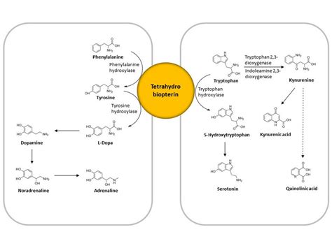 Graphical Depiction Of The Amino Acid Neurotransmitter Pathways Download Scientific Diagram