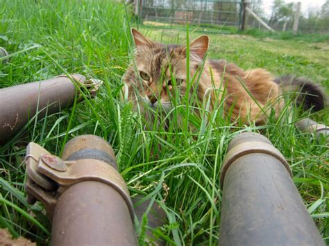 IMG_6840 – Pikpusseries