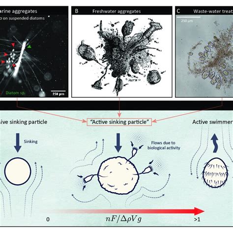 Active Sinking Particles In Natural And Man Made Ecosystems A A Download Scientific