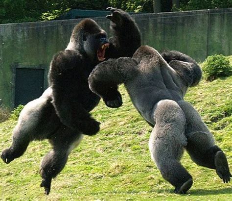 Just For Fun Pic Epic Gorilla Fight