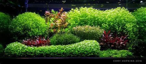 Aquascaping Styles Minipura Aqua