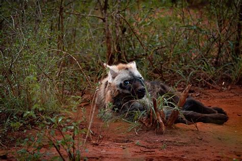 Hyena Mammal Animal - Free photo on Pixabay - Pixabay