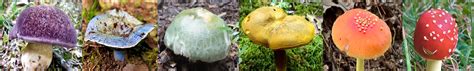 Mushrooms And Lichens Flickr