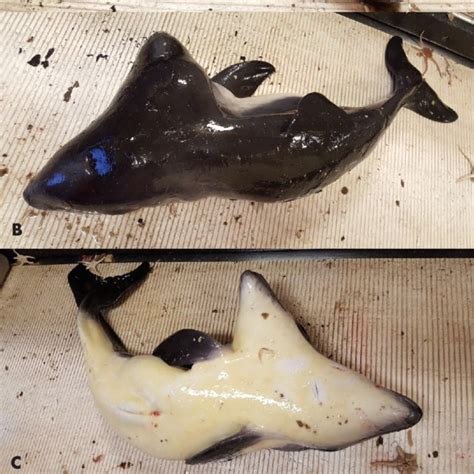 Harbour Porpoises Phocoena Phocoena Newborn Males Parapagus