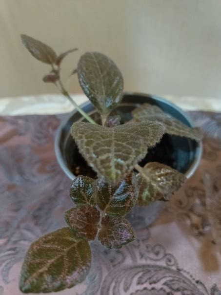 ПРОДАМ ЦВЕТЫ ПИШИТЕ В ЛИЧНЫЕ СООБЩЕНИЯ. ЭПИСЦИЯ ГРЕЙ ЛЕДИ 75 КАКТУС ...