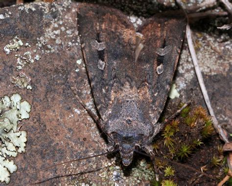 Bogong Moth Found In Native Grassland Near Hobart Tindo2 Tim