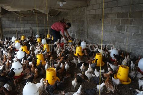 Budidaya Ayam Jawa Super Antara Foto