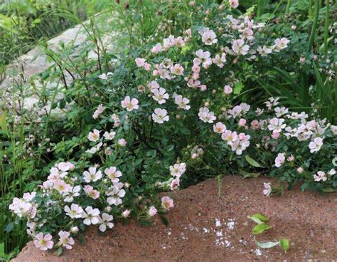 Qu Est Il Advenu Des Rosiers David Austin