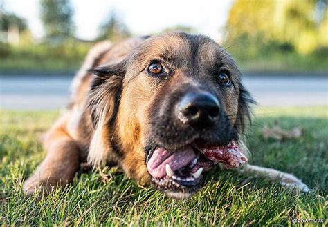 A Guide to Feeding Raw Bones For Dogs