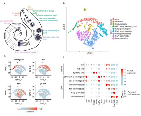 Figures And Data In Testis Single Cell Rna Seq Reveals The Dynamics Of