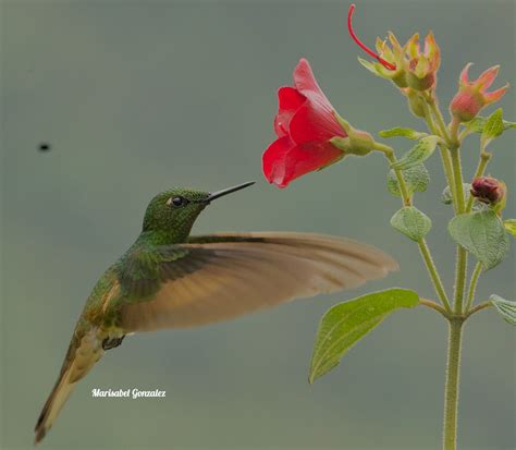 Chesnust Breasted Coronet Manizales Colombia Marisabel Gonzalez