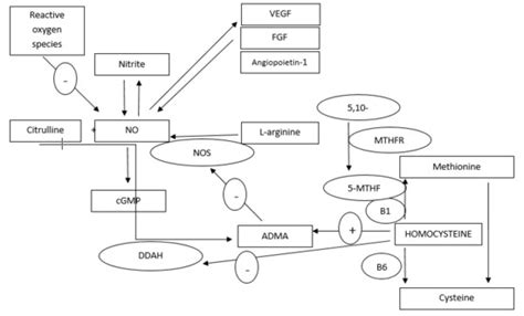 Ijms Free Full Text The Role Of Nitric Oxide Adma And