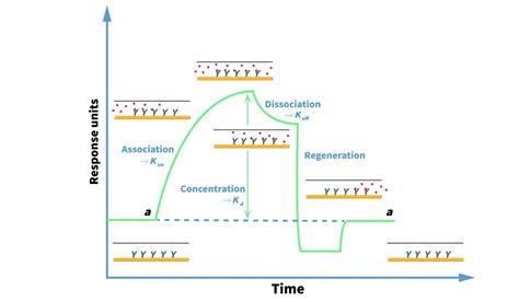 Biacore™ Kinetics Analysis Leadgene Biomedical