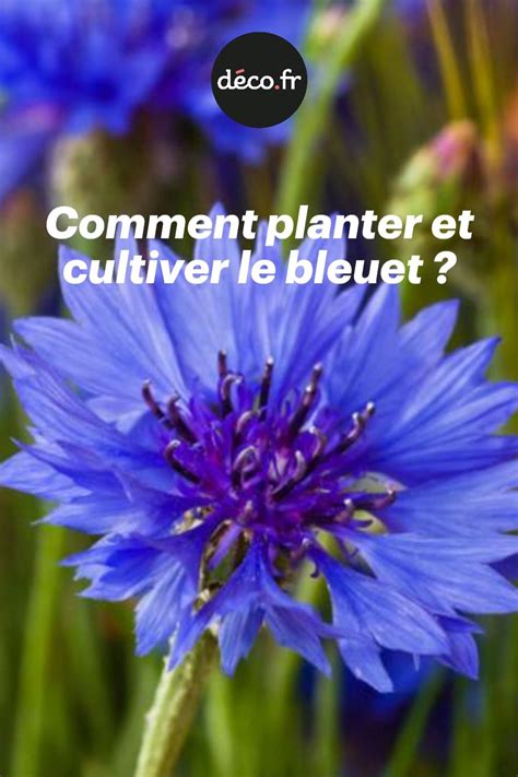 Comment Planter Et Cultiver Le Bleuet Comment Planter Bleuet Fleur