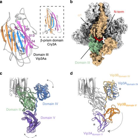 The Flexible C Terminal Domains Contain Motifs Found In Other Toxins A Download Scientific