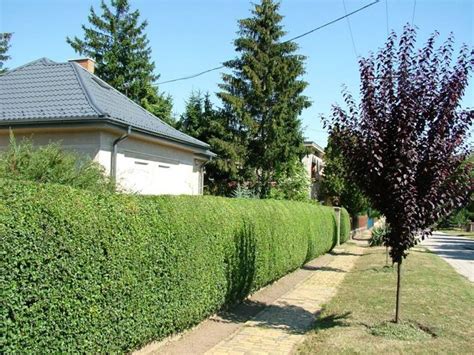 Живая изгородь быстрорастущая многолетняя вечнозеленая