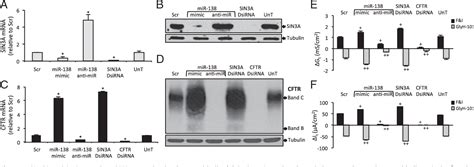 Figure 1 From A Microrna Network Regulates Expression And Biosynthesis Of Wild Type And Δf508