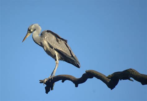 Grey heron Free Photo Download | FreeImages